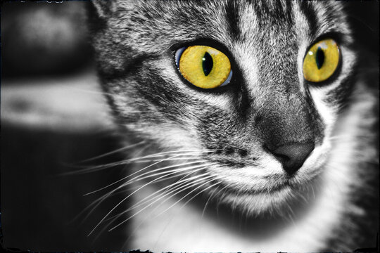 Regard intense. Gros plan d'un chat tigr&eacute; avec des yeux jaunes vifs sur fond monochrome.