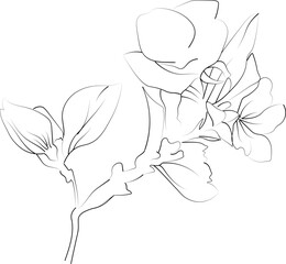 Birth flower vector illustration, beautiful white flower wall decor, hand-drawn coloring pages, quince flower drawing of artistic influence, flower engraved ink art
