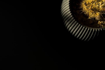 Minimalist still life of a cactus in a ribbed pot with dramatic side lighting and large empty space. Modern abstract botanical background.