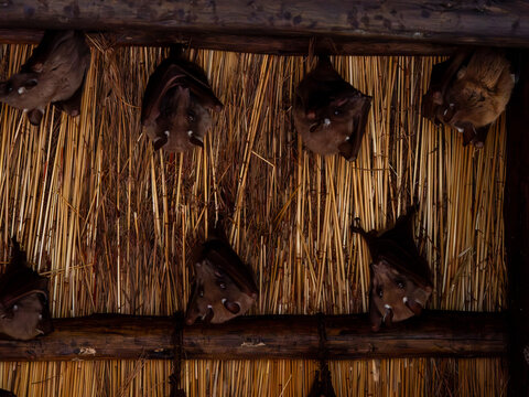 Fledermaus
