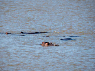 Fototapeta premium Flusspferd