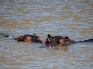 Fototapeta premium Flusspferd