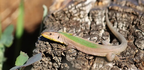 Dalmatian wall lizard (Podarcis melisellensis)