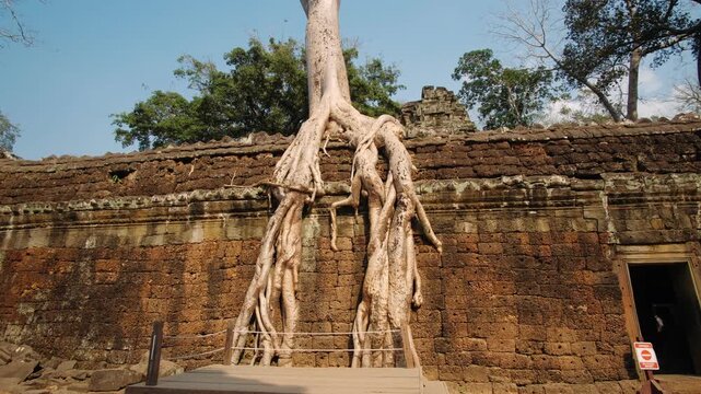 Massive roots of tree spreading over the ancient laterite walls of the ta prohm temple in cambodia, a famous landmark. Cambodia, Siem Reap. Archeology concept.