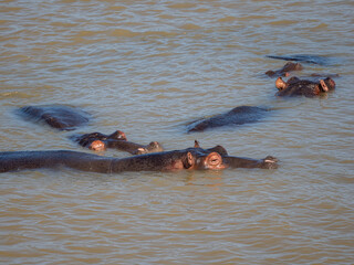 Fototapeta premium Flusspferd