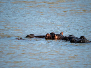 Fototapeta premium Flusspferd