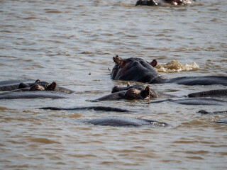 Fototapeta premium Flusspferd