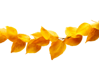 Dried yellow leaves on branch isolated on white