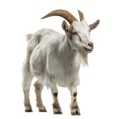 Fototapeta premium White domestic goat stands looking forward