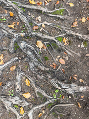 Obraz premium tree roots and fallen leaves on the ground, no person