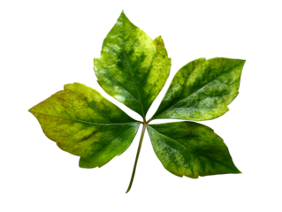 Green leaf with five lobes and veins