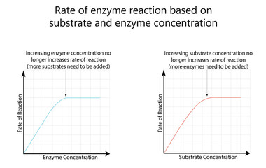 Rate of enzyme reaction based on substrate and enzyme concentration. Educational Vector Illustration on white background