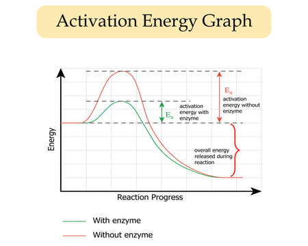 Activation energy graph diagram. Chemical reactions. A Scientific Medical Vector Diagram