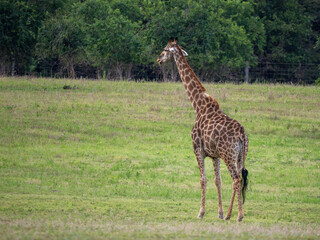 Giraffe