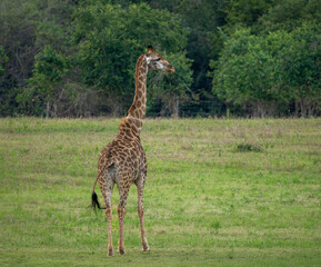 Giraffe