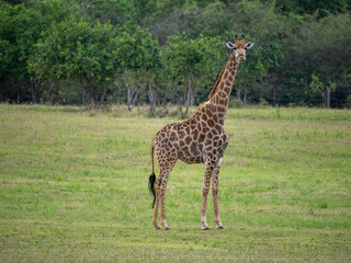 Giraffe