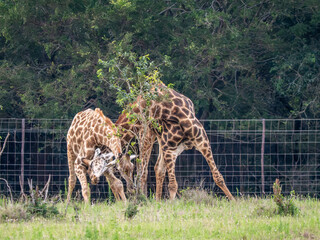 Giraffe