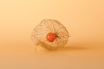physalis berry