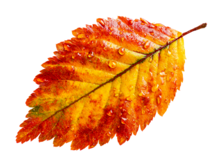 Autumn Leaf with Water Droplets on White Background