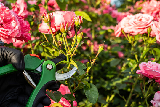 Close-Up of Yellow Roses Being Pruned by Gardener in Gloves &ndash; Floral Care and Eco Lifestyle. Macro shot of yellow roses being pruned by a gardener in black gloves using green shears