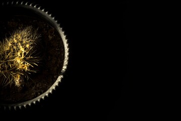 Minimalist composition featuring part of a cactus emerging from deep shadows with strong...