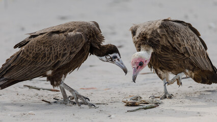 Vultures at the seaside