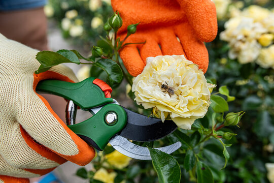 Gardener pruning yellow roses with green secateurs in sunny garden, floral care and plant maintenance