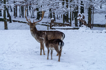 Jelonki na wybiegu w zoo © rob
