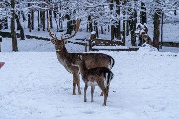Jelonki na wybiegu w zoo © rob