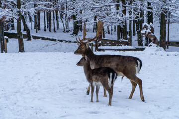 Jelonki na wybiegu w zoo © rob