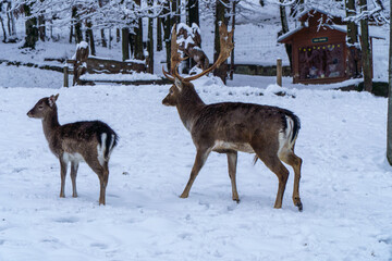 Jelonki na wybiegu w zoo © rob