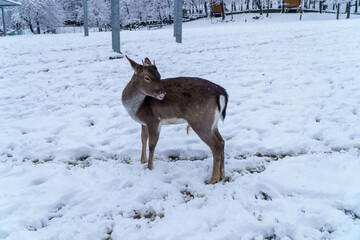 Jelonki na wybiegu w zoo © rob