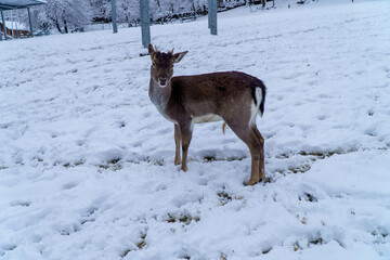 Jelonki na wybiegu w zoo © rob