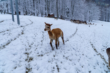 Naklejka premium mokra alpaka ;)