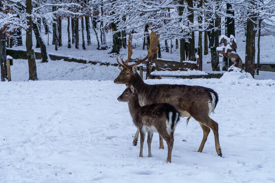 Jelonki na wybiegu w zoo