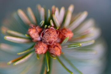 Macro shot of fir tree buds and needles with smooth bokeh and warm tones. Perfect for holiday backgrounds, Christmas elements, natural textures, and winter-themed designs.