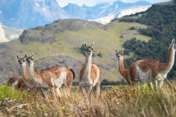 Guanacos, cute animals looking in camera, Lama guanicoe in Patagonia, Argentina