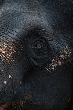 asian elephant close up, Elephas maximus in Thailand, vertical photo