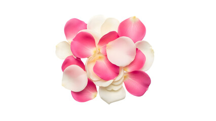 Fototapeta premium Pink flower bloom isolated on transparent background
