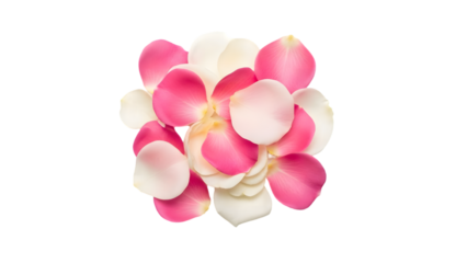 Pink flower bloom isolated on transparent background