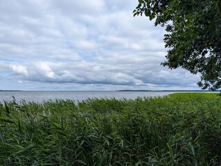 Reeds on Lake Narach in Belarus in cloudy weather.