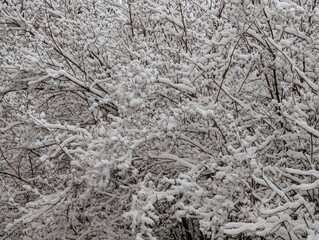 Winter background with white snow on dark tree branches.