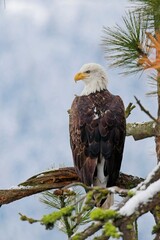 Portraiture of bald eagle in pine tree.