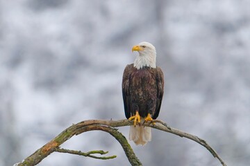  Bald eagle perched on a barren branch.