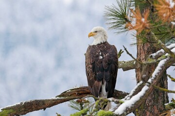  Bald eagle perched in pine tree