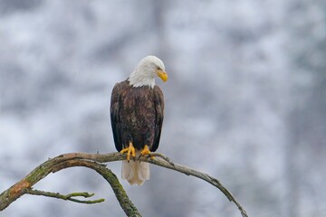   Alert eagle perched on branch.