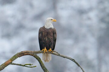   Bald eagle sitting on a branch.