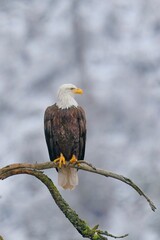   Portraiture of eagle on a barren branch.
