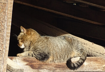 A cat is sitting on a wooden beam
