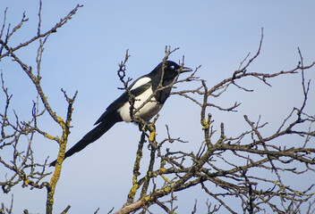 A magpie sits in a tree. In Romania